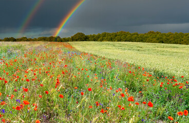 Field of blossoming poppies and ripening wheat, seen approaching thunderstorm and beautiful rainbow above