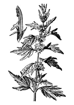 Vintage engraving of leonurus cardiaca plant