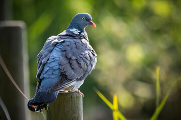 Pigeon perched in sunshine on post in Minsmere