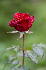 Red rose in outdoor rose flower garden.The symbol of love and romantic. Red garden rose against soft green background with shallow depth of field. red rose with water drops