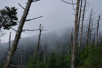 trees in the mountain clouds
