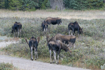 Fototapeta na wymiar Moose in the Colorado Rocky Mountains