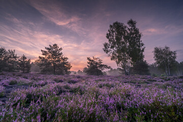 Blooming heathers