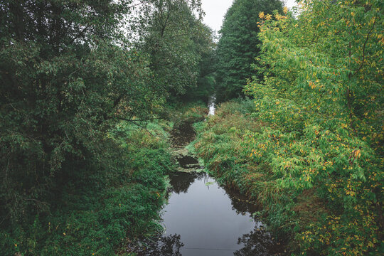 small river in Latvian forest, picture taken from bridge. water overgrown with aquatic flora, Many shades of green and some yellow. Early autumn landscape, cloudy grey sky