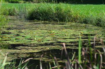 Fototapeta na wymiar Petite mare aux grenouilles en bordure du Doubs dans le département de la Franche-Comté.