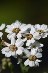 Tanacetum corymbosum, la tanaisie en corymbe, est une plante herbacée vivace de la famille des Asteraceae.