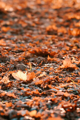 Autumn yellow leaves background with beautiful sunset.