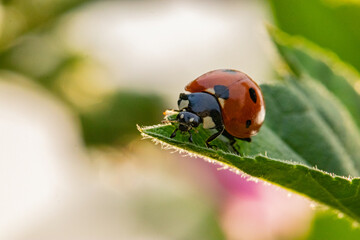 Mariquita de siete puntos paseando por unas hojas. Coccinella septempuncata.