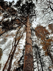 The trunk of a tall coniferous tree on a cloudy autumn day