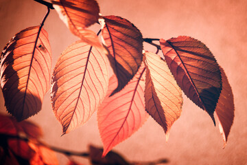 Backlit red fall leaves on a tree branch, pink autum and Thanksgiving background