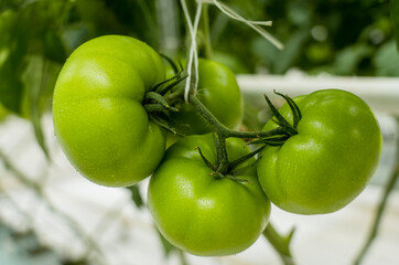 Green tomatoes in a greenhouse hang on a branch