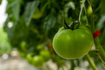 Green tomatoes in a greenhouse close up