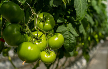 Green tomatoes in a greenhouse hang on a branch