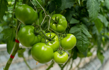 Green tomatoes in a greenhouse hang on a branch