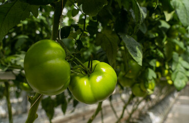 Green tomatoes in a greenhouse hang on a branch