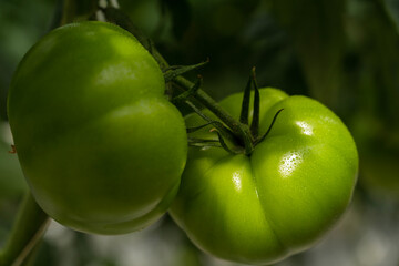 Green tomatoes in a greenhouse close up