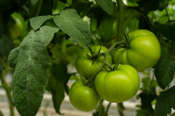 Green tomatoes in a greenhouse hang on a branch