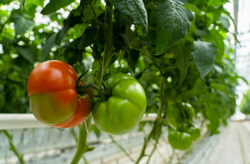 Green tomatoes in the greenhouse grow on the branches
