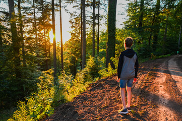 Fototapeta premium Blick durch den Wald in den Sonnenuntergang