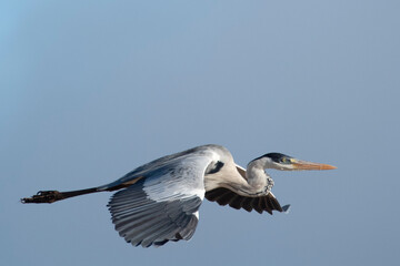  GARÇA-MOURA - (Ardea cocoi) se alimentando de peixes em rio no Pantanal. Mato Grosso, Brasil 
