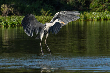  GARÇA-MOURA - (Ardea cocoi) se alimentando de peixes em rio no Pantanal. Mato Grosso, Brasil 