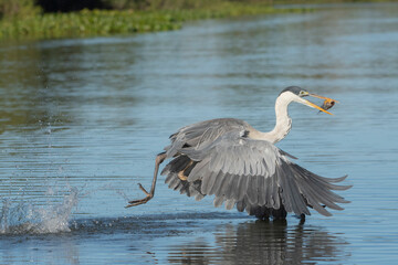  GARÇA-MOURA - (Ardea cocoi) se alimentando de peixes em rio no Pantanal. Mato Grosso, Brasil 