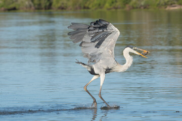  GAR&Ccedil;A-MOURA - (Ardea cocoi) se alimentando de peixes em rio no Pantanal. Mato Grosso, Brasil 