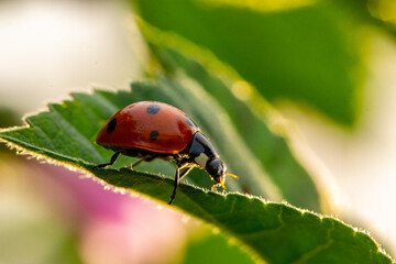 Mariquita de siete puntos paseando por unas hojas. Coccinella septempuncata.