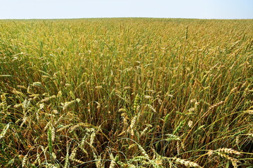 large field sown to the horizon with ripe ears of wheat