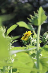 ひまわり畑のヒマワリ１