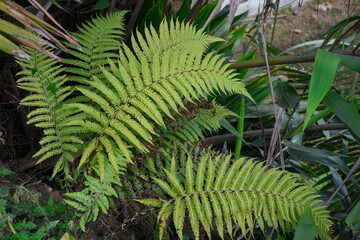 Fresh and green Himalayan fern .