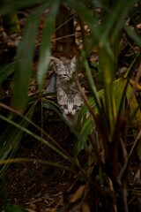 two wild kittens