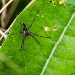 spider on green leaf close up summer day