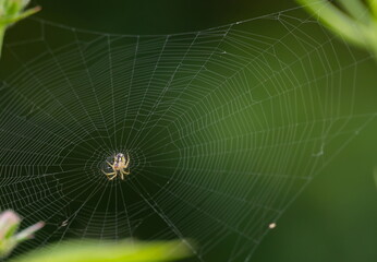 spider on green leaf close up summer day