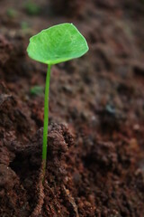 A small green plant that grows