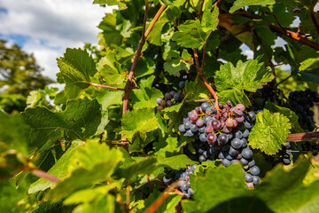 beautiful blue merlot grapes in green vineyard
