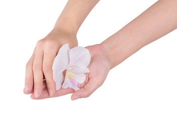 Orchid flower in hand, isolated on a white background
