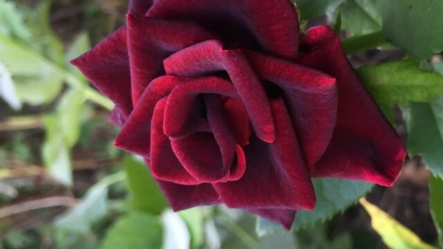 vertical video. dark burgundy rose on a flower bed in the garden. zoom out the macro image