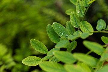 After rain Water Drops on Green leaves in the garden pattern background, sparkle of Droplets on surface leaf, color Dark Flat lay Natural background for input text