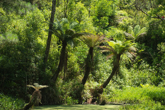 Floresta de xaxim em área com araucárias no Paraná, Brasil