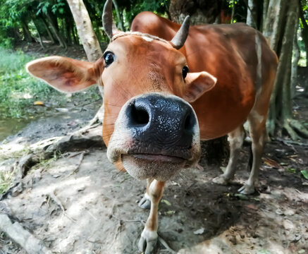 A brown colored cow with big ears is curious and thrusts its nose close up to the camera, with comic effect.