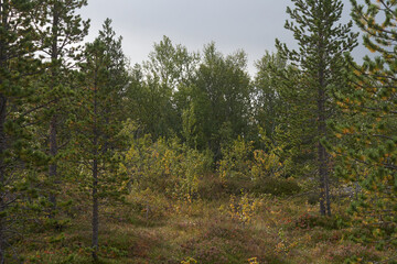 Northern forest, Beautiful nature