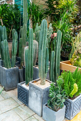Cactus succulents in a planter garden