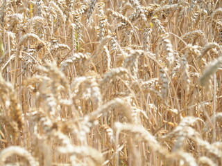 The cornfield just before the harvest