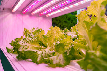 Organic hydroponic vegetable grow with LED Light Indoor farm,Agriculture Technology