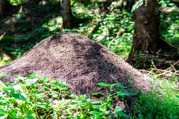 Ants nest in the middle of a forest in the Austrian Alps. 