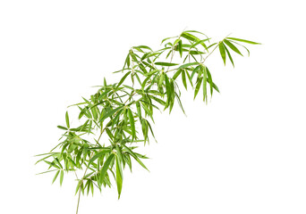 bamboo leaves isolated on white background