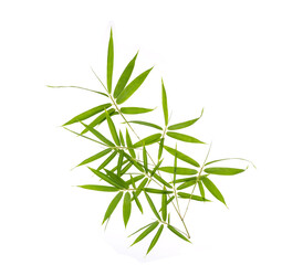 Obraz premium bamboo leaves isolated on white background