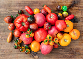 harvest of tomatoes of different varieties only from the garden