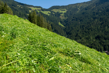 fresh-cut grass on an alpine meadow in Tyrol, Austria